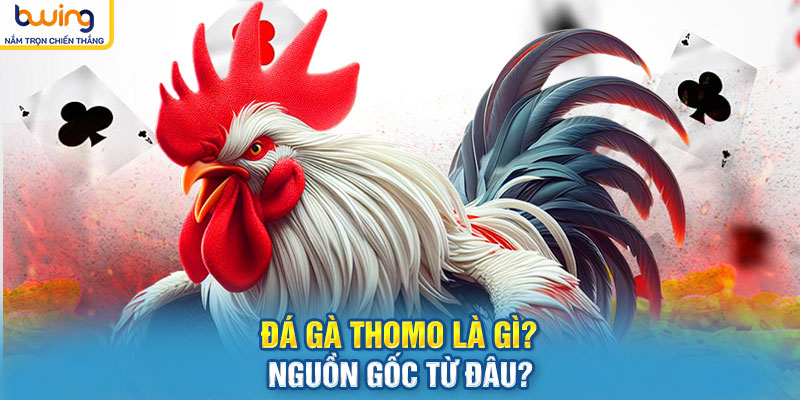 Đá gà Thomo là gì? Nguồn gốc từ đâu?